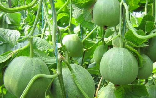 免费吃瓜不可多得的好地方,不可多得的好去处  第1张